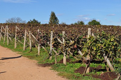 Path thorough the vineyards